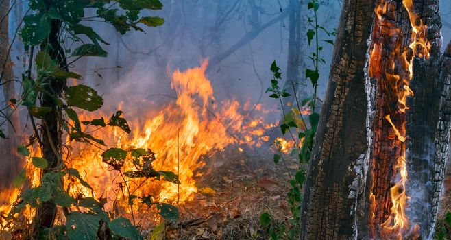 Rain forest fire disaster is burning caused by humans