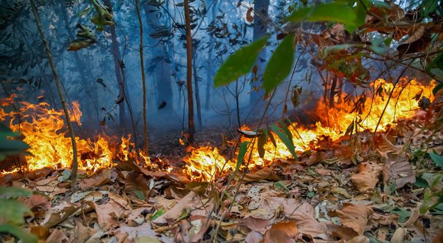 forest fire disaster is burning caused by humans