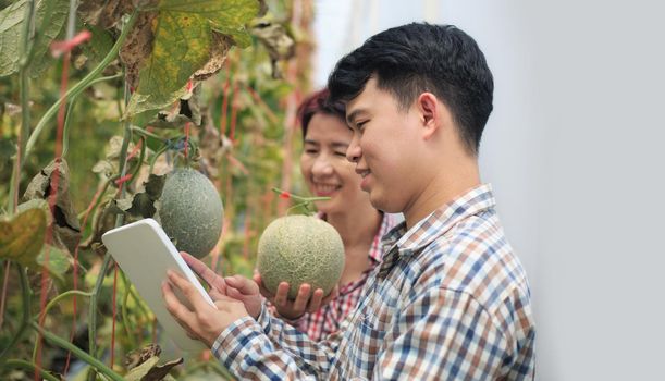 Farmers using tablet computer check the damaging diseases in melons leaves infected by downy mildew