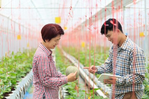 Smart farm, Farmer using tablet computer control agricultural system in green house brfore harvest.