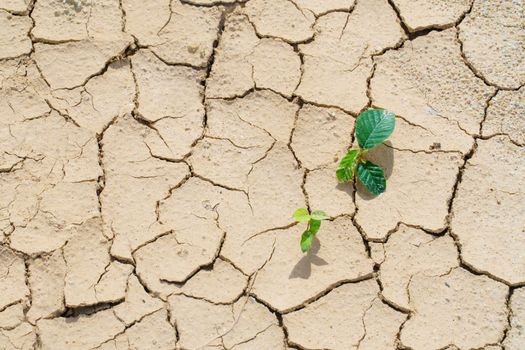 New plant germinate from the crack dirt of survival