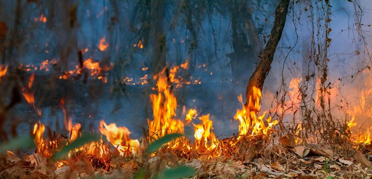 Rain forest fire disaster is burning caused by humans