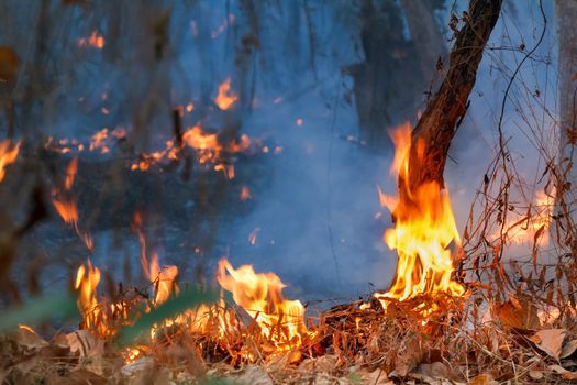 Rain forest fire disaster is burning caused by humans