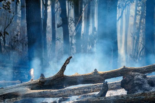 After rain forest fire disaster is burning caused by humans