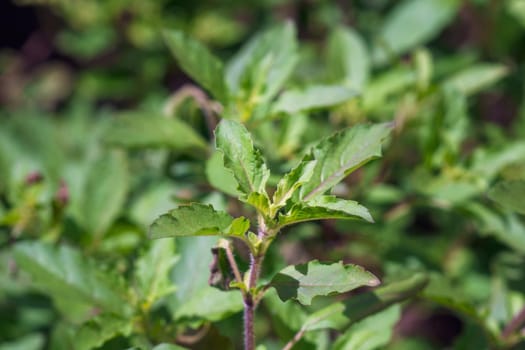 Holy basil leaf in garden