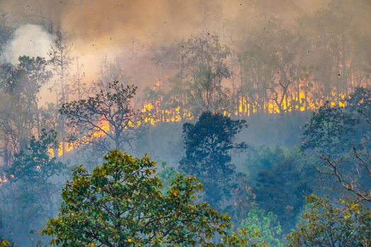 Rain forest fire disaster is burning caused by humans