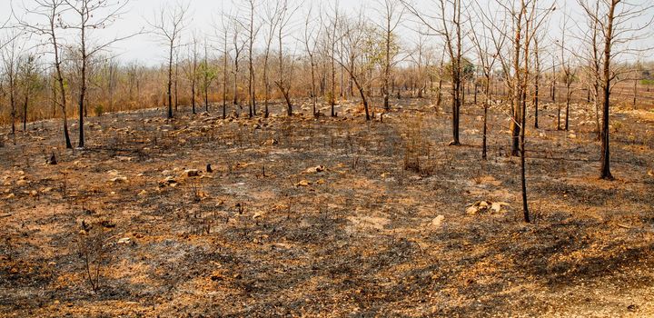 The destruction of forests for shifting cultivation in Thailand.