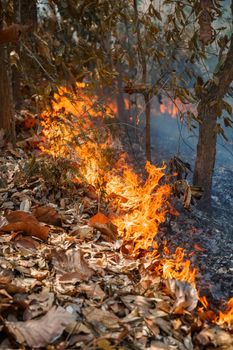 forest fire disaster is burning caused by humans