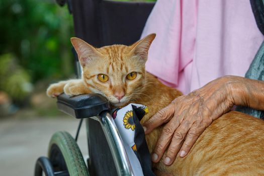 Pet therapy for the Elderly . Pets make patients healtier and happier.