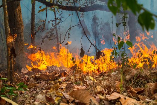 Rain forest fire disaster is burning caused by humans