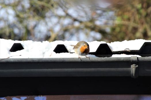 A little robin sits on a grey snow-covered tin roof with a gutter