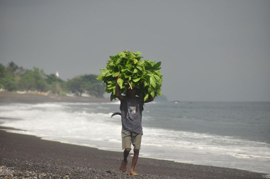 BALI, INDONESIA - 7 MAY 2014 Ethnic man carrying huge pile of green leaves on volcanic black sandy beach of Bali. Worker poor Man carrying green bunch on black sandy beach from Agung or Batur volkano