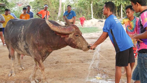 KOH SAMUI, THAILAND - 24 MAY 2019 Rural thai people gather during festival and arrange the traditional battles of their angry water buffaloes on makeshift public arena and betting on these bull fights