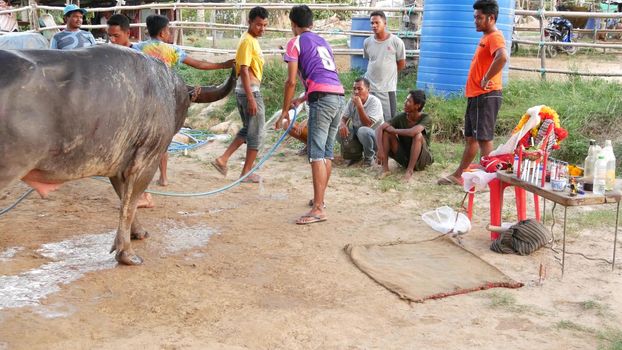 KOH SAMUI, THAILAND - 24 MAY 2019 Rural thai people gather during festival and arrange the traditional battles of their angry water buffaloes on makeshift public arena and betting on these bull fights