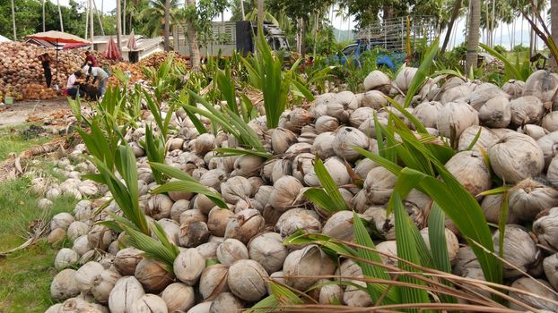 KOH SAMUI ISLAND, THAILAND - 1 JULY 2019: Asian thai men working on coconut plantation sorting nuts ready for oil and pulp production. Traditional asian agriculture and job