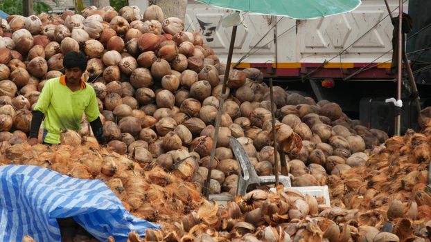 KOH SAMUI ISLAND, THAILAND - 1 JULY 2019: Asian thai men working on coconut plantation sorting nuts ready for oil and pulp production. Traditional asian agriculture and job