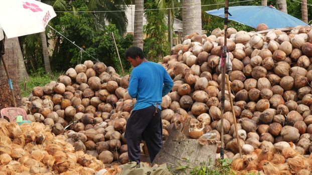 KOH SAMUI ISLAND, THAILAND - 1 JULY 2019: Asian thai men working on coconut plantation sorting nuts ready for oil and pulp production. Traditional asian agriculture and job