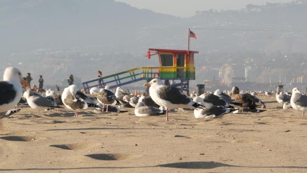 LOS ANGELES CA USA - 16 NOV 2019: California summertime Venice beach aesthetic. Sea gulls on sunny california coast, iconic retro wooden rainbow lgbt pride lifeguard watchtower near Santa Monica.