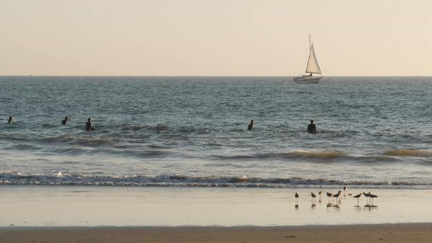 LOS ANGELES CA USA - 16 NOV 2019: California summertime Venice beach aesthetic. Sea gull near splashing waves of pasific ocean tide. Many surfers waiting in water. Birds in golden unset light.