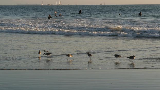 LOS ANGELES CA USA - 16 NOV 2019: California summertime Venice beach aesthetic. Sea gull near splashing waves of pasific ocean tide. Many surfers waiting in water. Birds in golden unset light.