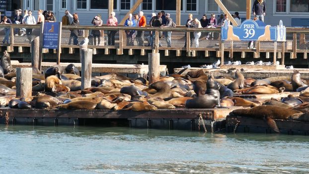 SAN FRANCISCO, CALIFORNIA, USA - 25 NOV 2019: Many seals on pier 39, tourist landmark. People near sea lion rookery in natural habitat . Colony of wild marine mammals at harbor dock, herd at wharf.