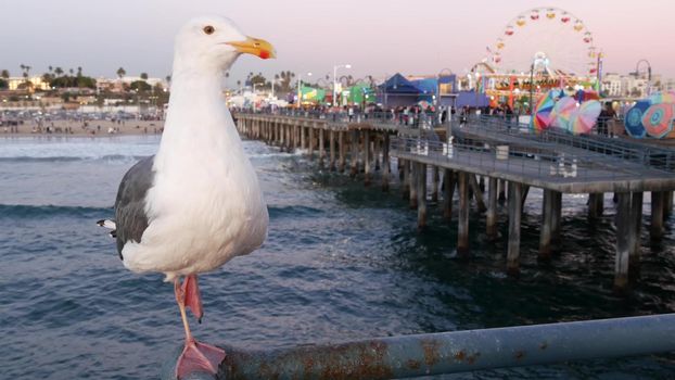 SANTA MONICA, LOS ANGELES, USA - 28 OCT 2019: Cute funny sea gull on pier railing. California summertime beach aesthetic, pink sunset. Ocean waves, defocused people and beachfront weekend houses.