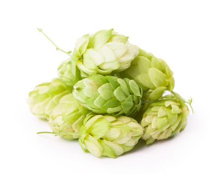 Fresh green hop branch, isolated on a white background. Hop cones for making beer and bread. Close up