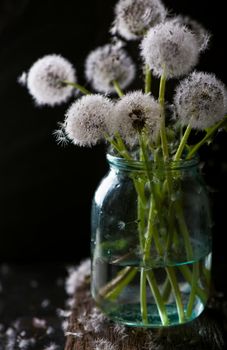 silhouettes of dandelions in the wind on black background