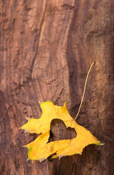 Autumn leaves. Autumn leaves heart. Autumn leaves on wood background