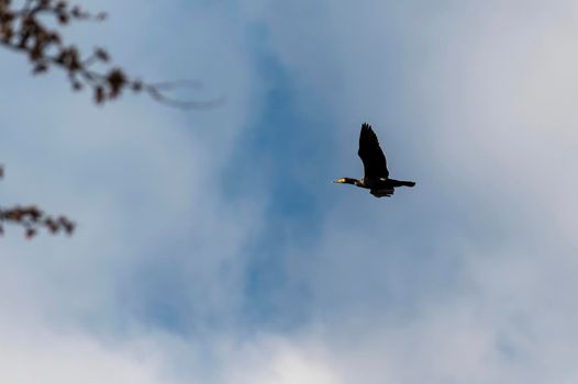 common cormorant bird looking for prey on a sunny day