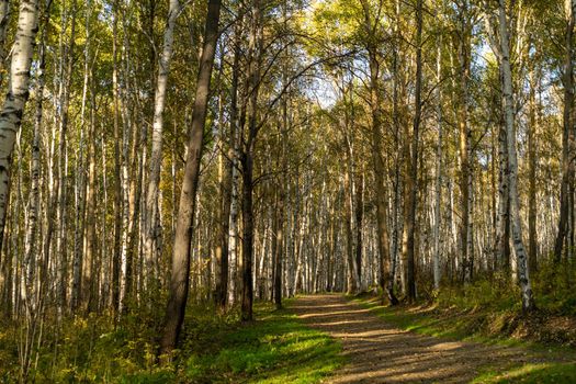 Natural landscape with a view of trees and a path in the grove. Autumn, seasons.