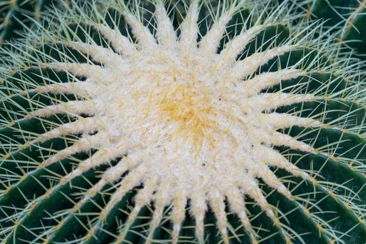 natural background with large bright cactus thorns in the macro