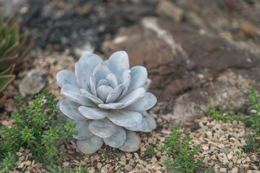 Natural background with beautiful succulent gray-green color on stony ground
