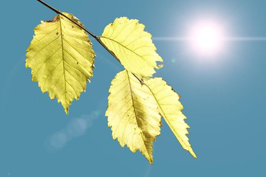 Autumn yellow leaves against the sky and bright sun.
