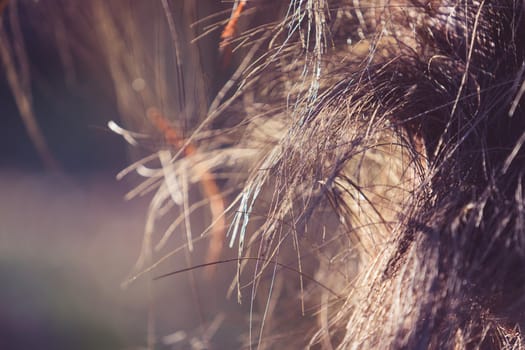Palm fibers on a blurred background, abstraction