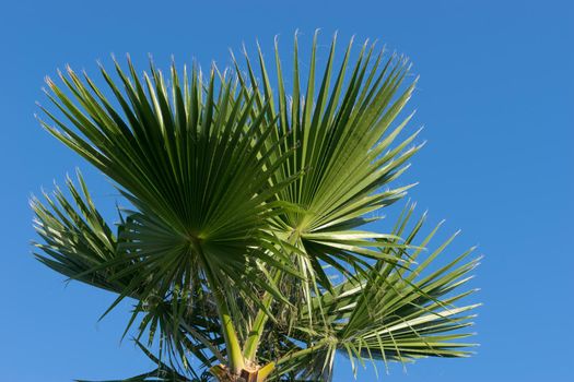 the trunk fan palm with large leaves against a blue sky
