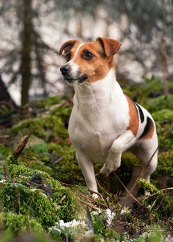 Small Jack Russell terrier dog standing on green moss in forest, some snow at ground, looking curious one leg up.