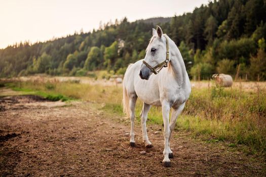 White arabian horse standing on farm ground, blurred meadow and forest background.