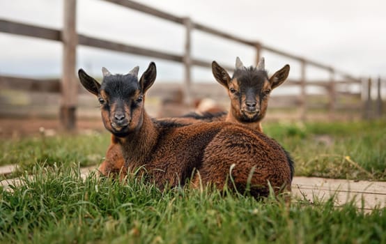 Two brown baby goat kids sitting in low grass at farm.