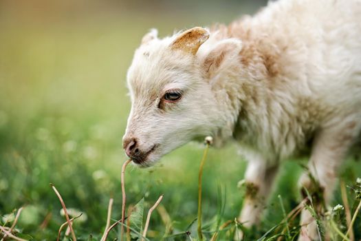 Young ouessant sheep or lamb, closeup detail on head, blurred green meadow background.