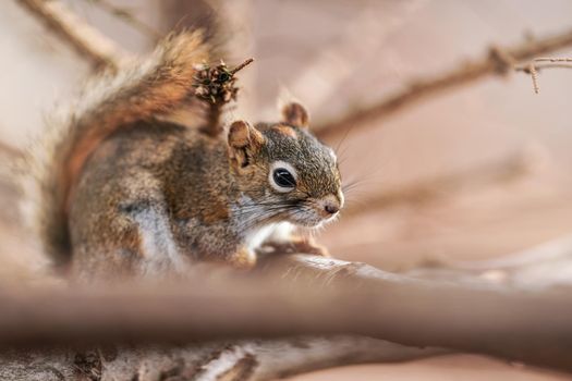 American red squirrel Tamiasciurus hudsonicus sitting on branch, closeup detail.