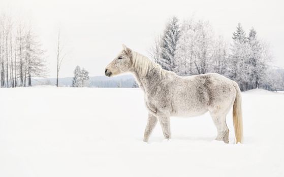 White horse standing on snow field, side view, blurred trees in background.