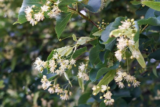 White linden Tilia cordata flowers on tree branches, green leaves background, closeup detail.