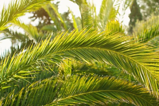 Green palm leaves, sun shines in background, only few blades focus abstract tropical background.