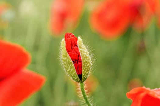 Wild red poppy flower half opened bud, closeup details, more blurred flowers in green field background.