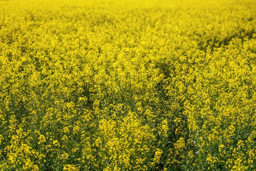 Bright yellow rapeseed Brassica napus flowers growing on field..