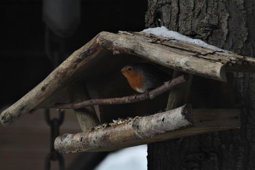 A little robin sits in a birch wooden bird feeder