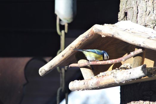A blue tit sits in a wooden bird feeder on a tree