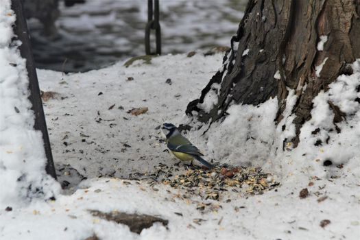 A little blue tit sits on a grey snow-covered ground near bird food