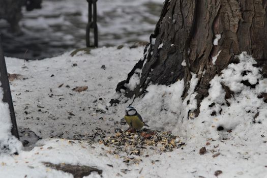 A little blue tit sits on a grey snow-covered ground near bird food